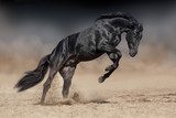 Dynamik eines galoppierenden schwarzen Pferdes
