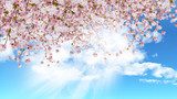 Frühlingserwachen unter Kirschblüten