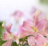 Frühlingsfrische Lilienpracht