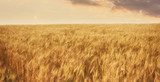 Goldene Weizenfelder im Sonnenuntergang