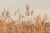 Herbstliche Melodie im Schilfrohrfeld