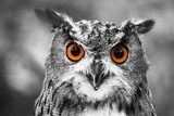 Intensiver Blick der Eule