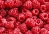 Lebendige Nahaufnahme frischer Himbeeren