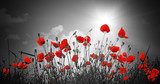 Leuchtende Mohnblumen vor Sonnenlicht