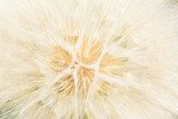Lichtspiel einer filigranen Pusteblume