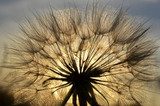 Löwenzahnsamen in Sonnenlicht