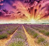 Magischer Lavendelabend unter Farbenhimmel