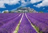 Mediterrane Idylle im Lavendelfeld