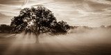 Morgennebel umrahmt Baum im Sepiaton