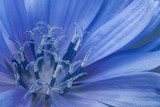 Sanfte Details einer blaublühenden Sommerpracht
