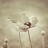 Sanfte Eleganz im Sepia-Ton