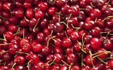Sommerliche Fülle roter Kirschen