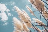 Sommerliche Landschaft mit Pampasgras