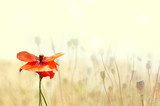 Sommerliche Poesie der Mohnblume
