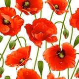 Sommerliche Pracht der roten Mohnblüten