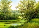 Sommerliche Waldidylle am stillen See
