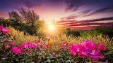 Sommerlicher Sonnenuntergang mit Wildblumen