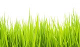 Sommerliches Gras im sanften Licht