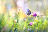Sommerlicht auf blühender Wiese