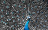 Symmetrisches Pfauenmuster in Blau