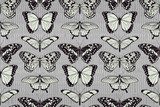Symmetrisches Schmetterlingsmuster in Schwarz-Weiß