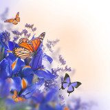 Tanz der Schmetterlinge im Frühlingslicht