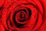 Tropfenfrische Rote Rose in Nahaufnahme