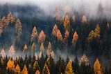 Verträumte Morgenstimmung im Herbstwald