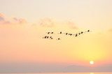 Vögel im Flug vor Sonnenuntergang