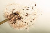 Zarte Pusteblumensamen im Flug