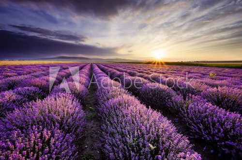 Abendliche Lavendelfelder im warmen Licht