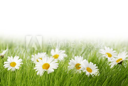 Frische Wiesenstimmung mit Gänseblümchen