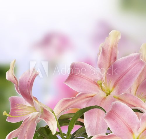 Frühlingsfrische Lilienpracht