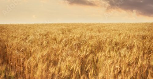 Goldene Weizenfelder im Sonnenuntergang