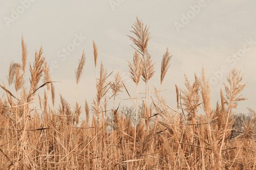 Herbstliche Melodie im Schilfrohrfeld