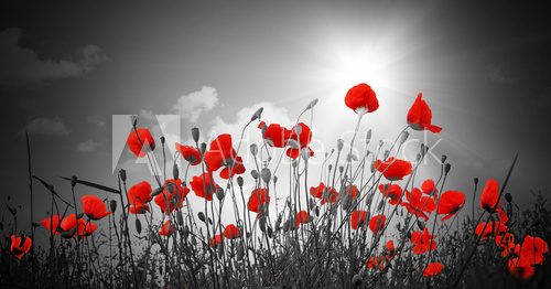 Leuchtende Mohnblumen vor Sonnenlicht