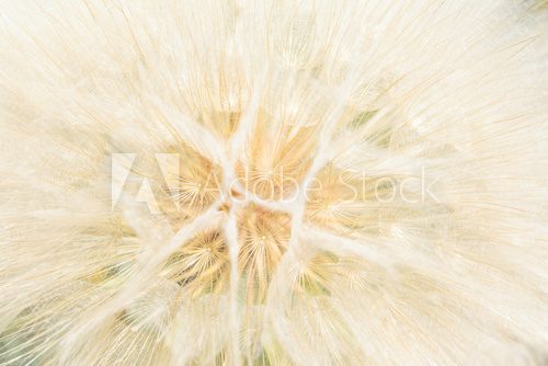 Lichtspiel einer filigranen Pusteblume