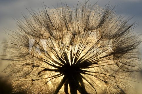 Löwenzahnsamen in Sonnenlicht