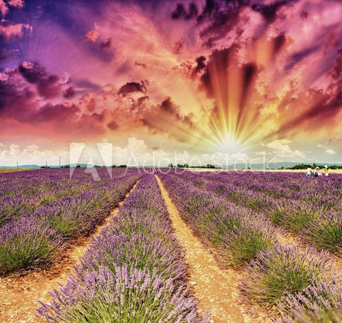 Magischer Lavendelabend unter Farbenhimmel