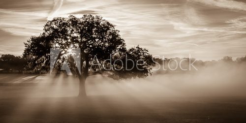 Morgennebel umrahmt Baum im Sepiaton