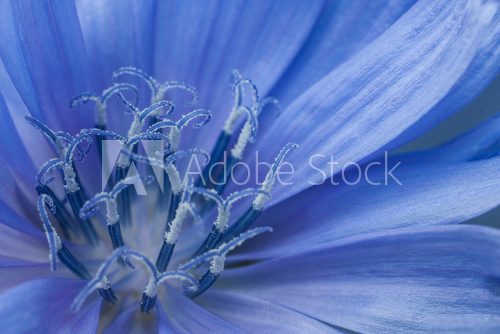 Sanfte Details einer blaublühenden Sommerpracht