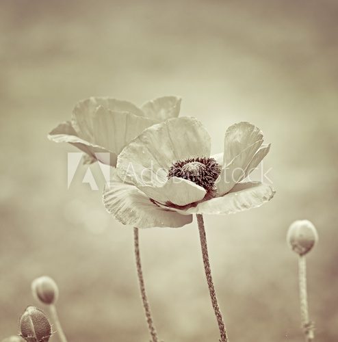 Sanfte Eleganz im Sepia-Ton