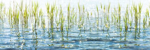 Sanfte Spiegelung im Sommerlicht