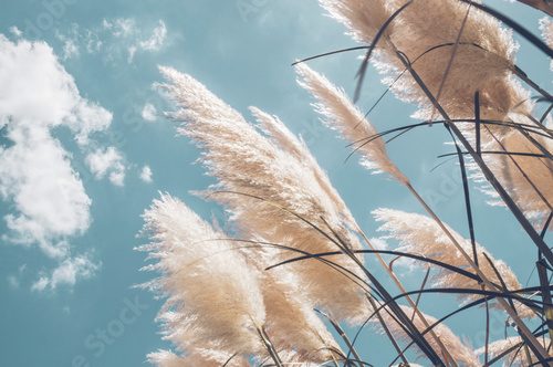 Sommerliche Landschaft mit Pampasgras