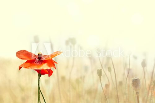 Sommerliche Poesie der Mohnblume