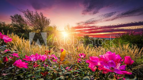 Sommerlicher Sonnenuntergang mit Wildblumen