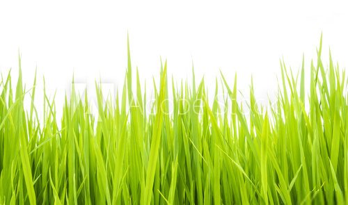 Sommerliches Gras im sanften Licht