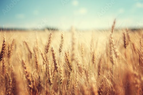 Sommerliches Weizenfeld unter blauem Himmel