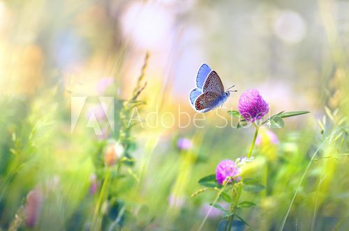 Sommerlicht auf blühender Wiese
