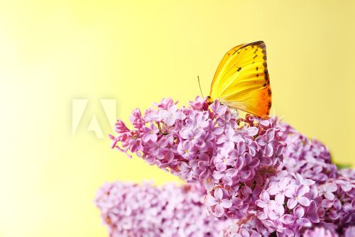 Sonniges Farbenspiel auf Fliederblüten
